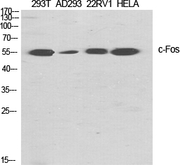c-Fos