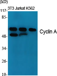 Cyclin A1