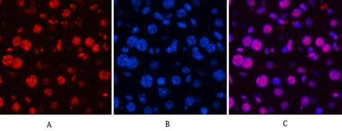 Rabbit Polyclonal Antibody to Cyclin B1