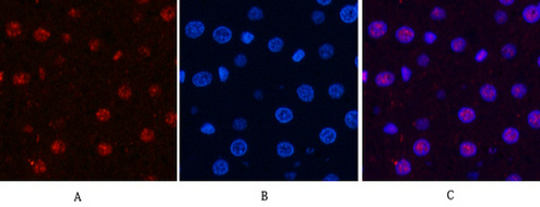 Rabbit Polyclonal Antibody to Cyclin B1