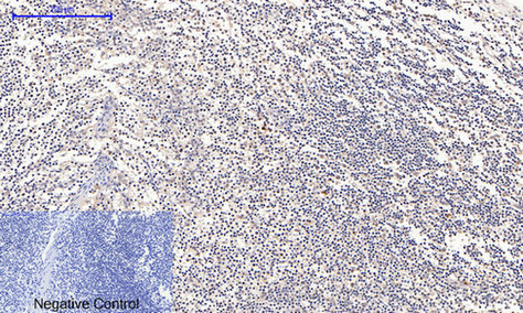 Rabbit Polyclonal Antibody to Cyclin B1