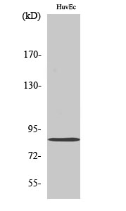 Mitofusin 2