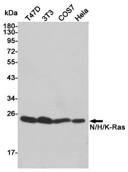 GTPase HRAS
