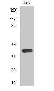 FSP1