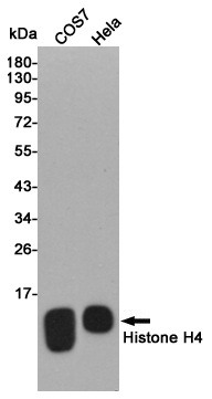 Histone H4