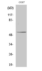 p53