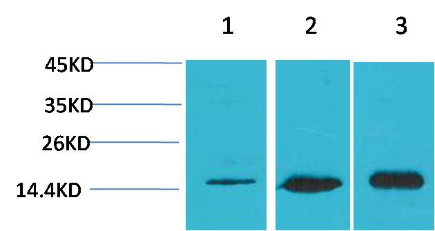 LC3B