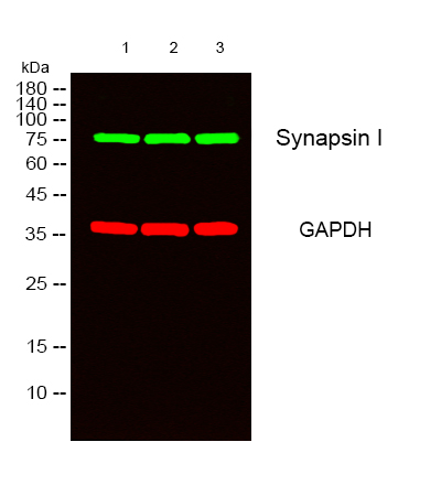 Synapsin 1