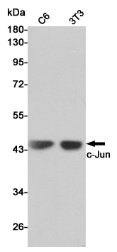 c-Jun