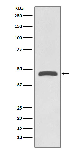 TSG101