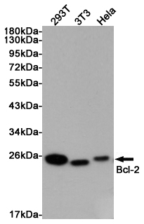 Bcl2