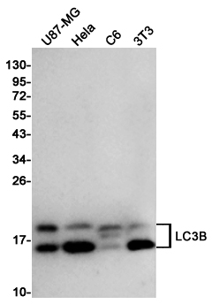 LC3B
