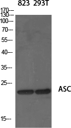 ASC