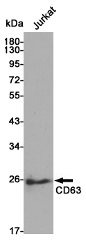 CD63