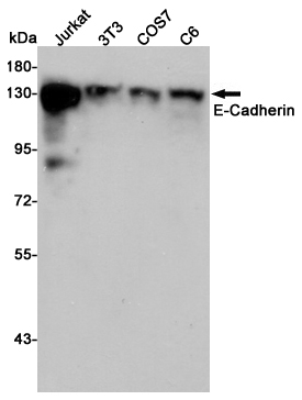 E Cadherin
