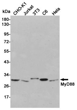 MyD88