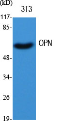 Osteopontin