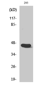 Caspase 1