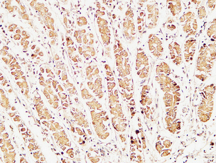 Rabbit Polyclonal Antibody to Caspase 1