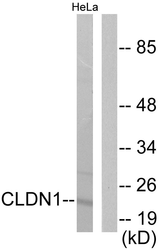 Rabbit Polyclonal Antibody to Claudin 1