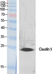 Rabbit Polyclonal Antibody to Claudin 5