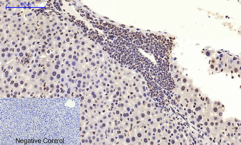 Rabbit Polyclonal Antibody to c-Myc