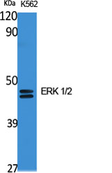 Rabbit Polyclonal Antibody to ERK1/2