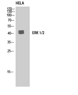 Rabbit Polyclonal Antibody to ERK1/2