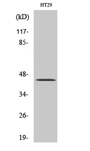 Rabbit Polyclonal Antibody to TGF beta 1