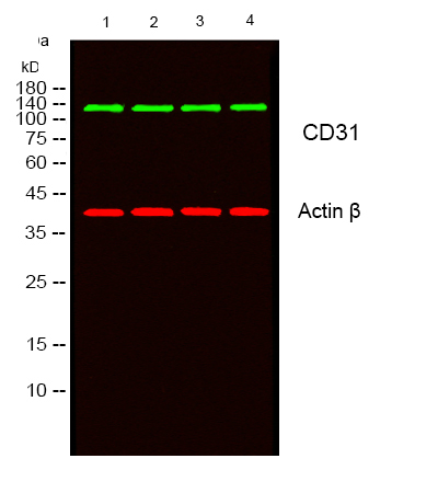 CD31