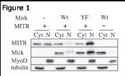 Rabbit Polyclonal Antibody to HDAC9 (N-term)
