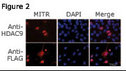 Rabbit Polyclonal Antibody to HDAC9 (N-term)