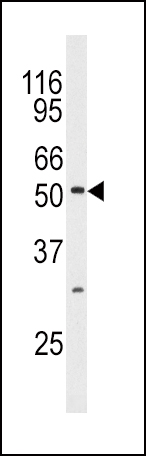 MAPK10 (N-term)