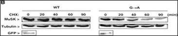 Rabbit Polyclonal Antibody to MUSK (N-term)