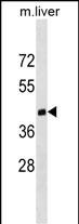 Rabbit Polyclonal Antibody to Mouse Dnmt3L