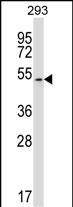 MAPK10 (N-term)