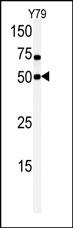 CLK1 (N-term)