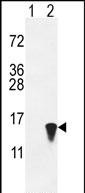 ISG15 (N-term)