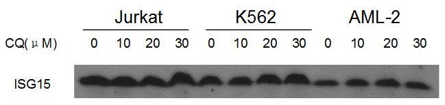 Rabbit Polyclonal Antibody to ISG15 (N-term)
