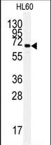 Rabbit Polyclonal Antibody to HSPA5