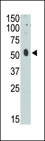 CEM15 (N-term)