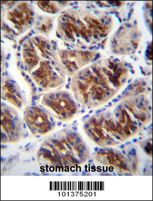 Rabbit Polyclonal Antibody to Connexin 37