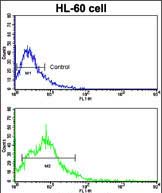 Rabbit Polyclonal Antibody to BACE2