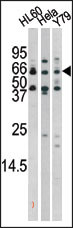 Phospho-RAD9(S272)