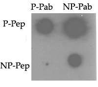 Phospho-TNIK(S764)