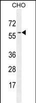 GTPBP2