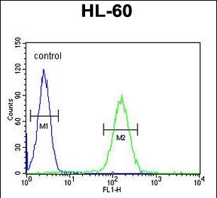 Rabbit Polyclonal Antibody to NOS1AP