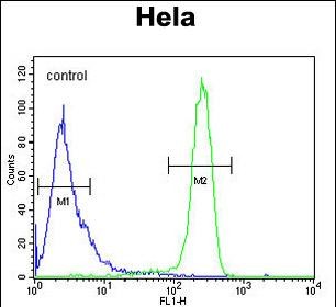 Rabbit Polyclonal Antibody to EFTUD1