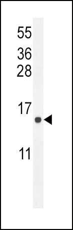 ATP6V0B
