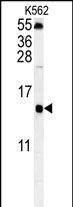 LSM4